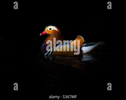 Un canard mandarin mâle naquant sur une rivière dans le parc national de Peak District. Banque D'Images