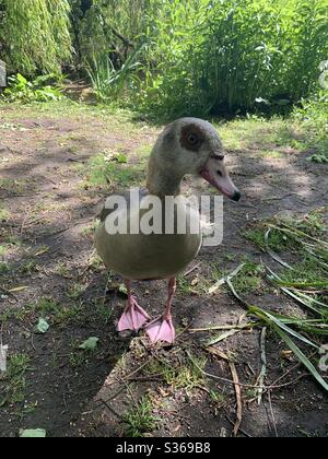 Une OIE égyptienne dans le Vondelpark d’Amsterdam établit un contact visuel, de près et personnel! Banque D'Images