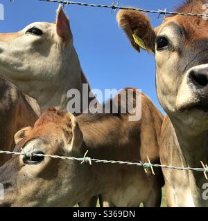 Curieux vaches laitières de Jersey regardant à travers la clôture de stock à la caméra Banque D'Images