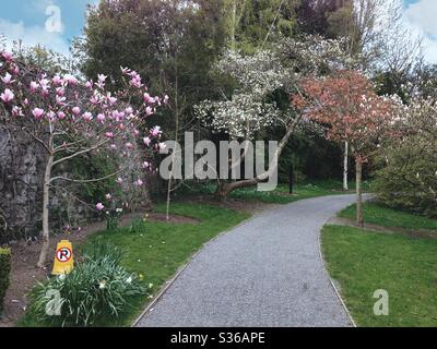 Magnolia Walk in Bloom à Farmleigh Park, Dublin, Irlande. Les magnolias roses, blancs et rouges bordent un chemin sinueux à travers ce paisible jardin de printemps. Banque D'Images