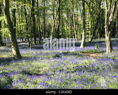 Chalet Bois Bluebells au printemps Banque D'Images