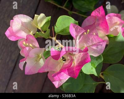 Petites fleurs blanches et bourgeons entourés de bractées rose pastel et blanches de la Bougainvillea Banque D'Images