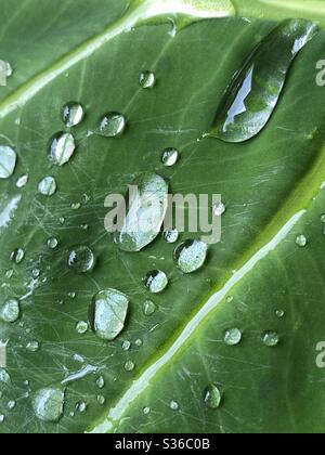 De grosses gouttelettes de pluie sur une feuille de plante verte Banque D'Images