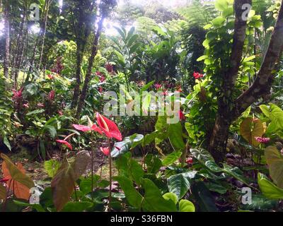 Anthuriums ou fleurs de flamants roses rouges en forme de cœur dans un jardin de forêt tropicale à Saint-Vincent dans les Caraïbes Banque D'Images