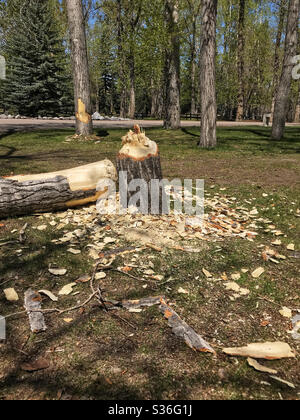 Un arbre abattu entouré de copeaux de bois, après avoir été abattu par un castor local. Prince’s Island Park, Calgary (Alberta), Canada. L'arbre en arrière-plan semble avoir été également rongé. Banque D'Images