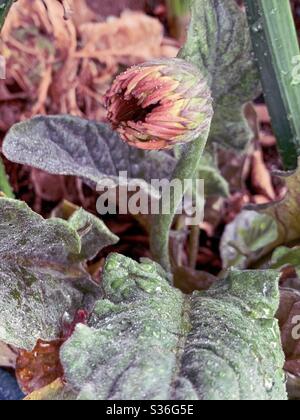 Le bourgeon de Gerbera à l'aspect extraterrestre et les feuilles vertes dans le processus de floraison, ouverture de fleur, jardin australien Banque D'Images