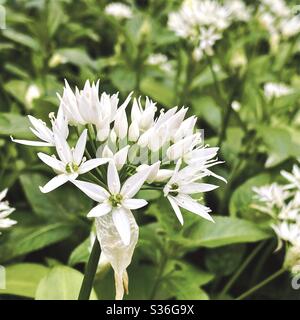 Vue rapprochée de l'ail sauvage en fleur (Allium ursinum) dans les bois du comté de Durham. Fleurs sauvages comestibles poussant sur le plancher de la forêt. Fleur en forme d'étoile avec tepals blancs et feuilles vertes. Banque D'Images
