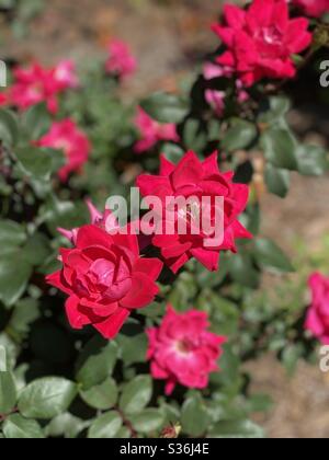 Rose rouge en pleine floraison Banque D'Images