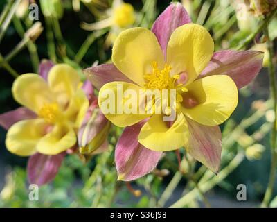 Fleurs aquilegia flavescens jaune et rose Banque D'Images