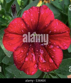 DUBUQUE, IOWA, 26 mai 2020 – photo en gros plan de petunia rouge vif prise après une brève douche de pluie le jour ensoleillé du printemps. Banque D'Images