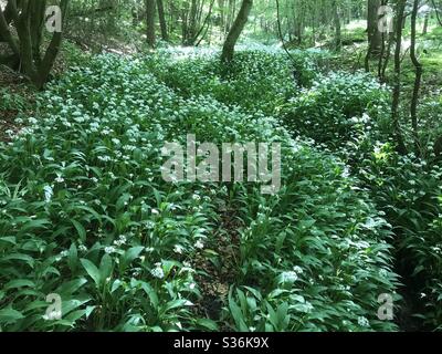 Masse de Ramsons ou fleurs d'ail sauvage Allium ursinum dans le bois du Yorkshire à feuilles caduques au printemps. Banque D'Images