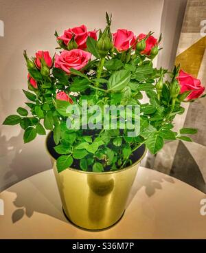 Petite plante en pot intérieure. Mini rose rose rose Bush entouré de feuillage vert dans un pot de plante or. Banque D'Images