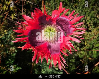 Fleur sauvage sur l'estuaire Banque D'Images