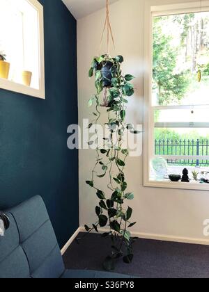 Philodendron «Brasil» dans un pot de suspension. Banque D'Images