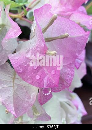 Délicate papauté rose pastel et blanc Bougainvillea ou Bougainville, se fait de fines fleurs blanches, ornées de gouttelettes d'eau Banque D'Images