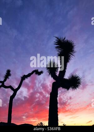 Silhouettes emblématiques de Joshua Trees contre le ciel du désert incendié Banque D'Images