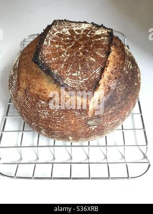 Pain de levain fraîchement cuit refroidi sur un rack Banque D'Images