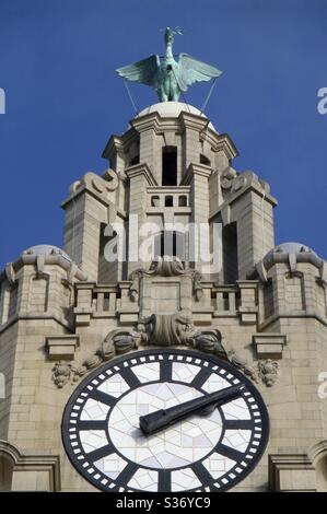 Notre Bella the Liverbird, en regardant la mer pour protéger notre ville de dommages. Bella se dresse en hauteur au-dessus du Royal Liver Building à Liverpool, au-dessus D'UNE face d'horloge plus grande que Big Bens. Banque D'Images