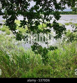 Silhouette de branches et de feuilles d'chêne contre la surface du lac dans la Brenne, Indre, France. Banque D'Images