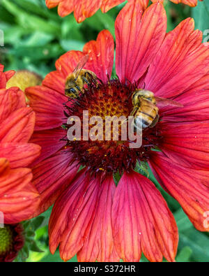 Deux abeilles occupées sur des fleurs rouges Banque D'Images