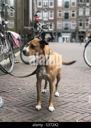 Un chien d'attente à Amsterdam Banque D'Images