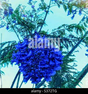 Un grand bouquet bleu de violet Jacaranda fleurit sur un arbre Banque D'Images