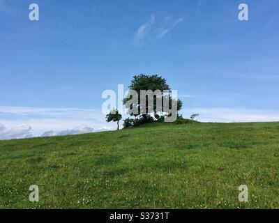 Arbre Banque D'Images