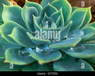 Collecte de l'eau. Des gouttelettes d'eau capturées comme de petites gouttes de cristal sur une rosette succulente Banque D'Images