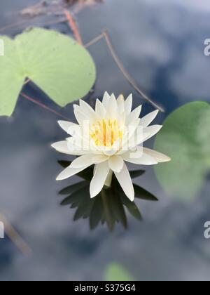 Fleur de lotus blanc dans un étang avec des reflets du ciel sur l'eau et des reflets de fleur sur l'eau Banque D'Images