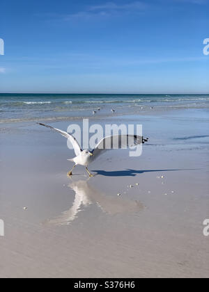 Mouette debout sur la plage avec ses ailes écartés Banque D'Images