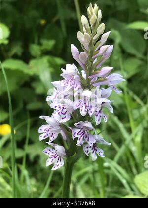 Orchidée tachetée commune Dactylorhiza fuchsii dans le Devon au Royaume-Uni Banque D'Images