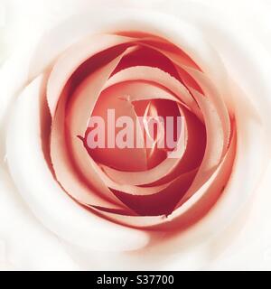 Un gros plan des pétales de fourrure d'une belle rose rose Banque D'Images