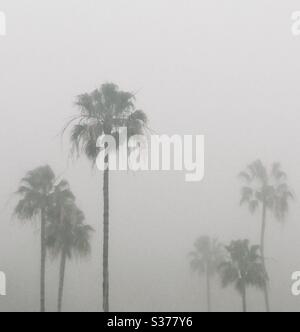 Palmiers dans le brouillard sur la plage de Santa Monica en Californie, CA décembre 2014 Banque D'Images