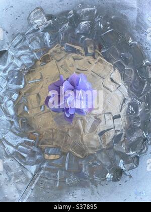 Arrière-plan abstrait d'un milieu de fleur d'hortensia violet dans des cubes de glace dans un seau Banque D'Images