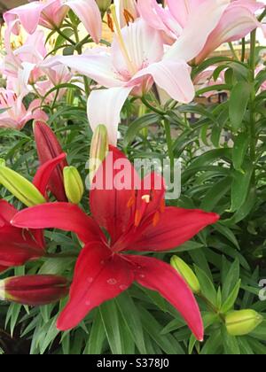 Gros plan sur les fleurs de Lily Banque D'Images