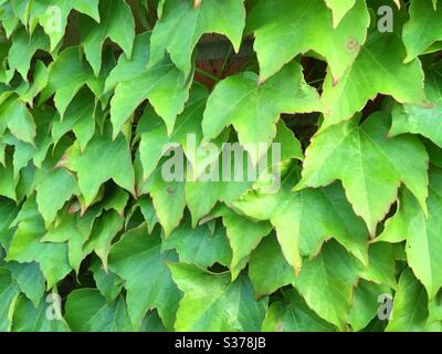 Gros plan de lierre vert vif accrochée à un mur de la ville, États-Unis Banque D'Images