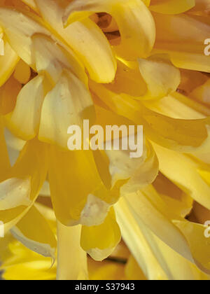 Macro de pétales de fleurs de chrysanthème jaune, un cadre plein de couleur jaune Banque D'Images