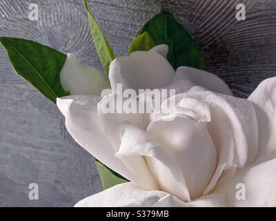 Fleur de jardinia blanche sur fond argenté Banque D'Images