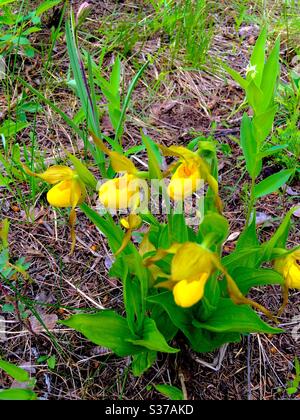 Fleurs sauvages de l'Alberta, Canada, Cypripedium parviflorum, Yellow Lady's Slipper, Banque D'Images