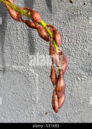 Tige courbale des bourgeons d'orchidées de Cymbidium, mouillés de la pluie Banque D'Images
