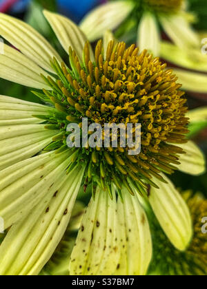 Echinacea ou fleur conique Banque D'Images