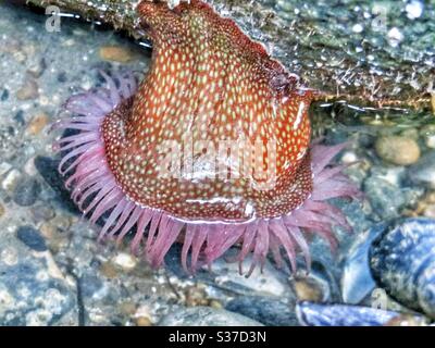 Anémone de mer de fraise trouvée dans une piscine de roche Banque D'Images