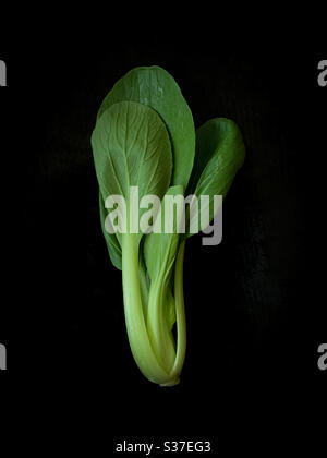 Bok choy, pak choi ou pok choi. Banque D'Images