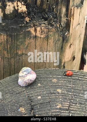 Lady and Shell sur une groyne en bois de Dunster Beach Banque D'Images