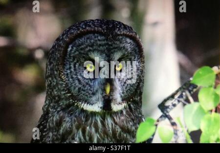 Oiseaux d'Amérique du Nord, oiseaux d'Amérique du Nord, oiseau, hibou, grand hibou gris, grand hibou gris, Strix nebulosa , faune, rapateur, oiseaux de proie, nature, plantes à feuilles persistantes, habitat, Banque D'Images