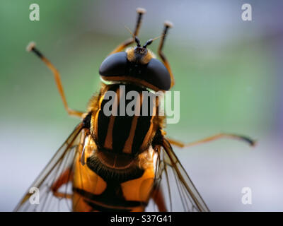 Photographie macro Hoverfly avec détails de l'œil Banque D'Images