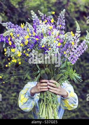 un grand bouquet de fleurs sauvages aux mains des femmes, un bouquet de lupins Banque D'Images