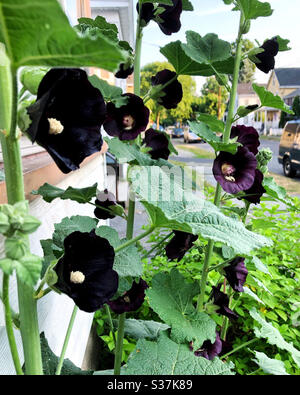 Des hollyhocks noirs fleurissent au soleil d'été, appelé Watchman Banque D'Images