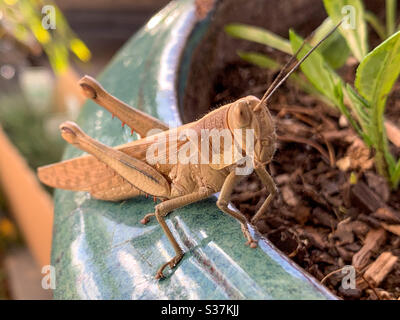 Grasshopper Banque D'Images