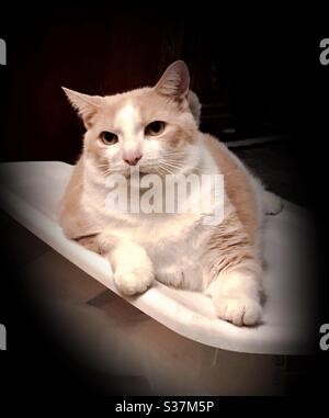 Portrait de beau gingembre-et-blanc domestique de sauvetage de shorthair chat neurbeté mâle compagnon d'intérieur animal Banque D'Images